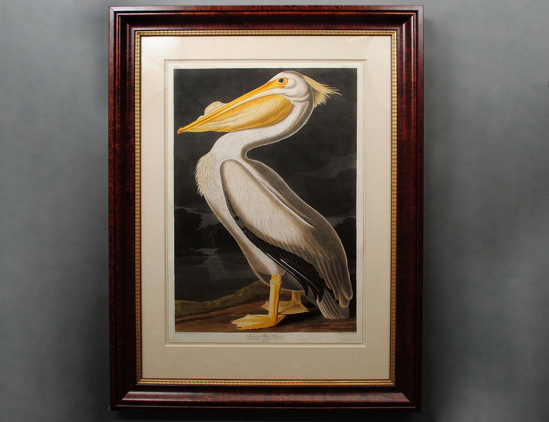 AFTER JOHN J. AUDUBON (French/American. 1785-1851): "American White Pelican". No. 63, Plate CCCXI, Amsterdam Edition, Double Elephant Folio, Circa 1971. Sheet measuring 37 1/2" by 25 1/2". Framed. (Cond: good, with some foxing visible in the margins)