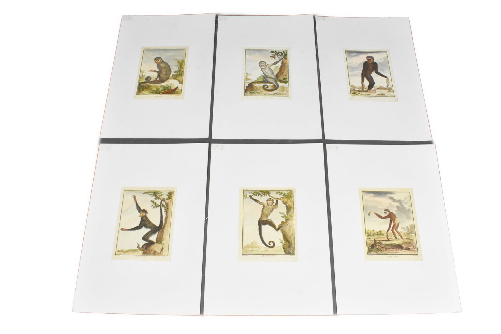 A Group of Six French Hand Colored Engravings of Monkey, early 19th Century, Image-8 1/8" x 6 1/4", (1 of 7)
