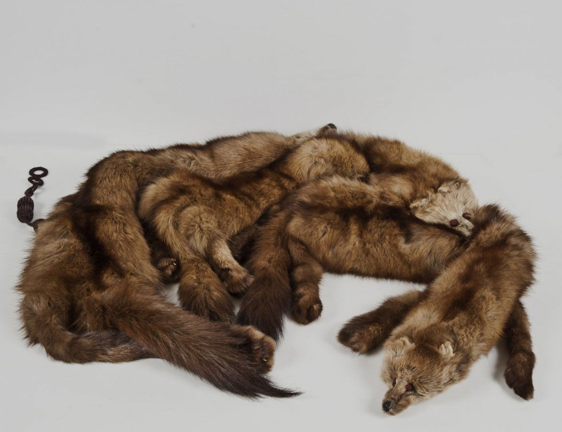 MINK FUR COLLAR: Composed of two pelts. (150/250)