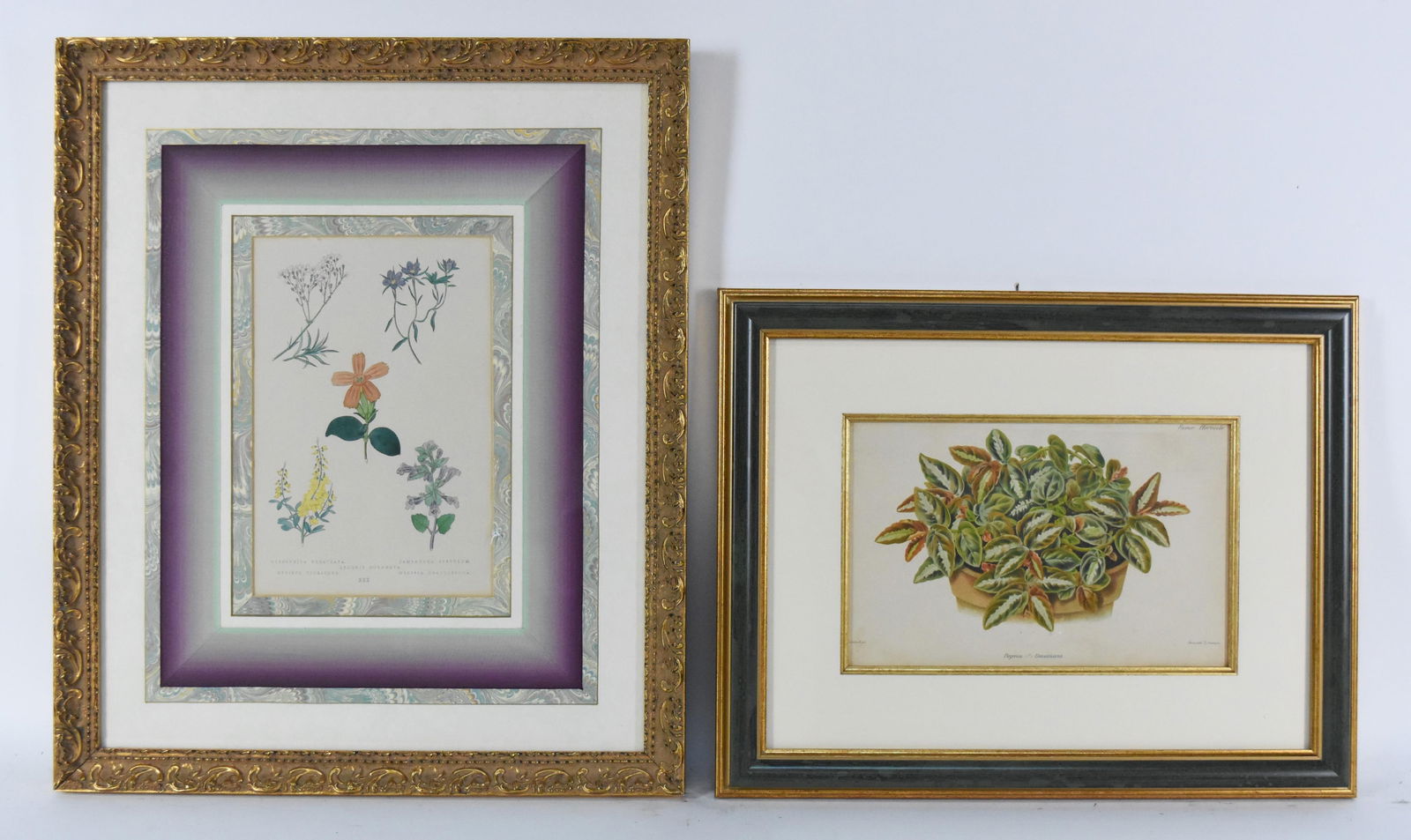 Three Assembled Botanical Prints, all matted and framed, Largest (1 of 5)