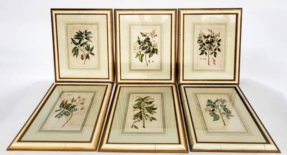Set of Six French Antique Botanical Hand Colored Engravings: Set of Six French Antique Botanical Hand Colored Engravings, Sight-13 1/2" x 8 5/8". all in matching wood frames with glass, Framed-24 5/8" x 19 1/2"