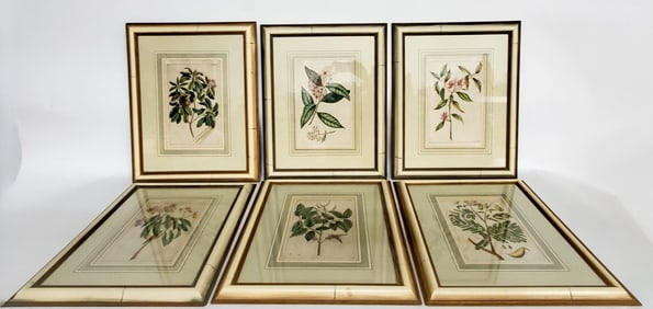Set of Six French Antique Botanical Hand Colored Engravings