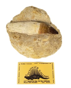 A Fossilized Dinosaur Artifact, Identified as a Mosasaur Tooth with Root, Morocco, Cretaceous