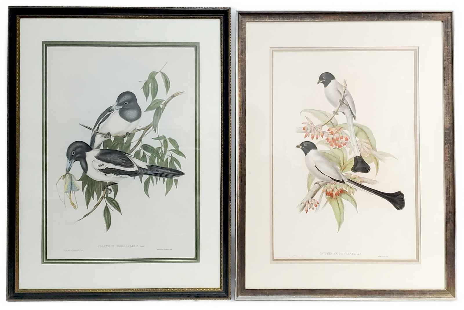 Two John Gould (English, 1804-1881) and Henry Constantine Richter (English, 1821-1902) 19th Century (1 of 6)