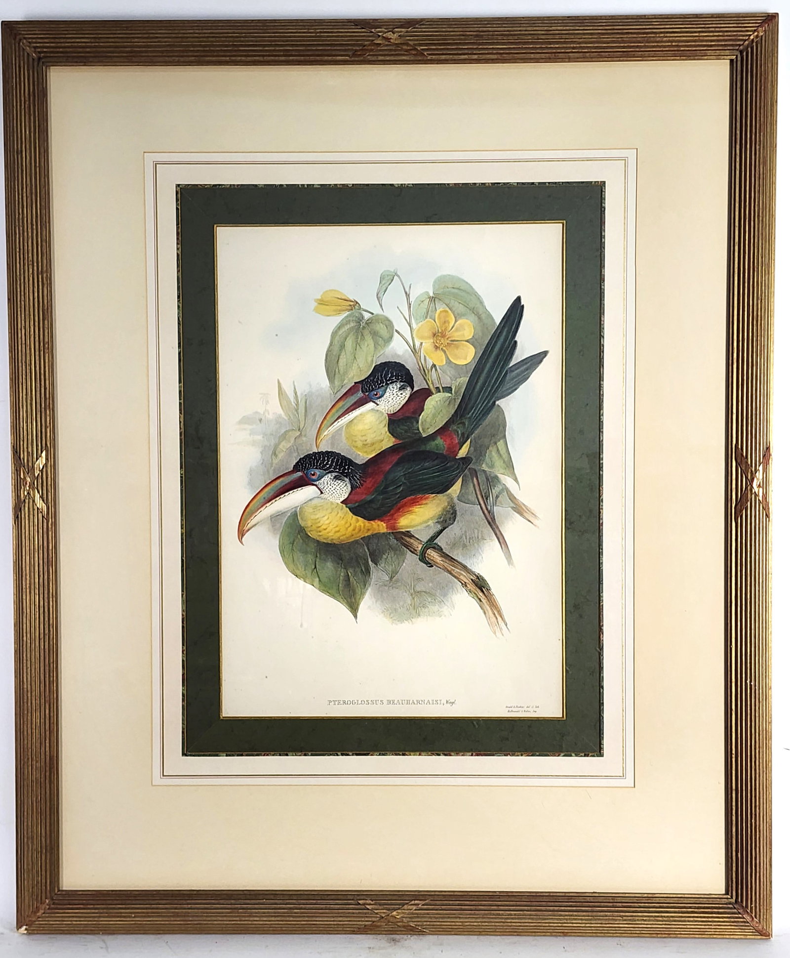 A John Gould 19th Century Ornithological Hand Colored Lithograph of Exotic Birds, Sight-20" x 14",: A John Gould 19th Century Ornithological Hand Colored Lithograph of Exotic Birds, Sight-20" x 14", Framed-36 3/4" x 30 3/4"