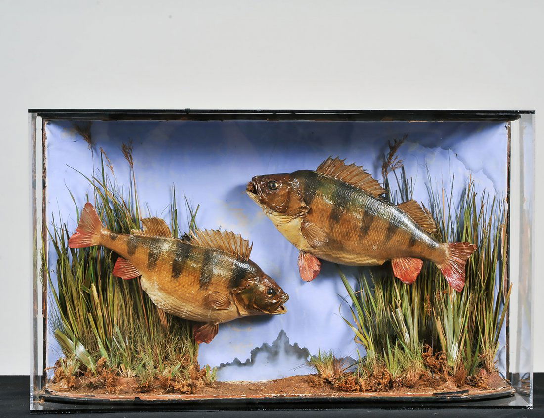 VICTORIAN TAXIDERMY OF TWO FISH: Late 19th/Early 20th Century. With dried grasses and a painted backdrop, now in a Lucite box. Measuring 19” by 32”. (Cond: some water damage to lower portion, right side Lucite panels separating)