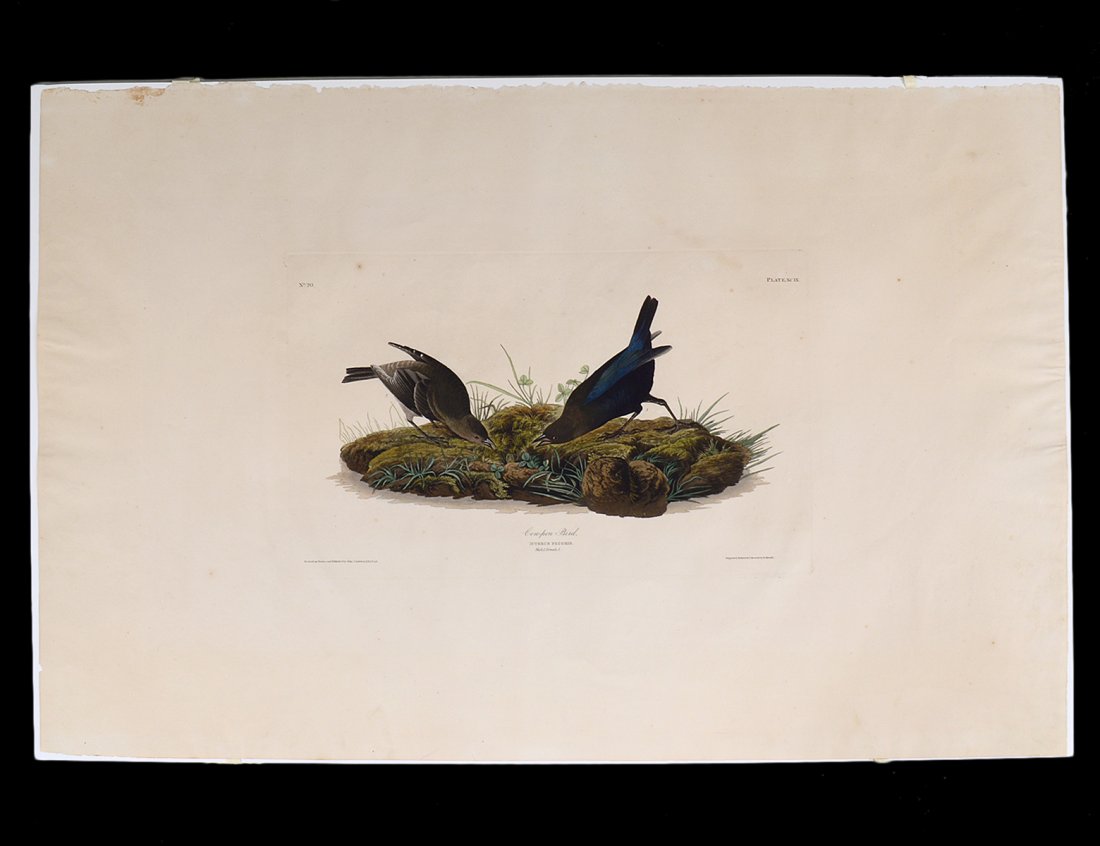 JOHN JAMES AUDUBON (American. 1785-1851): "Cow-Pen Bird, Icterus Pecoris". Male 1. Female 2. No. 20. Plate XCIX. Published by John J. Audubon, London. Engraved, printed and colored by R. Havell. Circa 1832. Original Hand Colored Etched Plate.