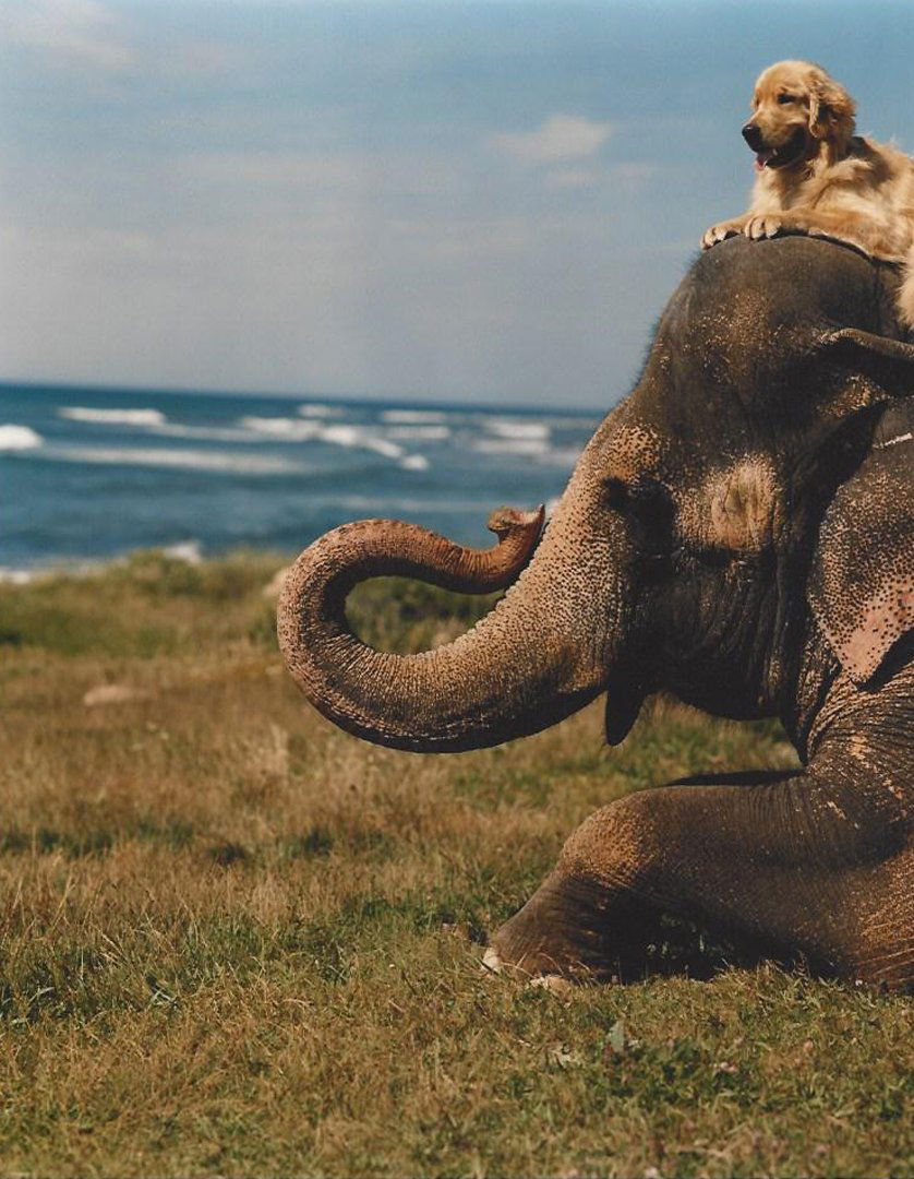 Color Still from " A Letter to True," 2003: A color still from film "A Letter to True," 2003, directed by Bruce Weber. Depicts a golden retriever sitting on top of an elephant. Copyright Just Blue Films. Medium: Color photo. Measurements: 9 1/