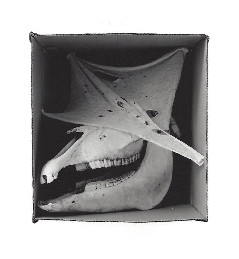 Dianne Kornberg, Jack in the Box, 1996.: DIANE KORNBERG, Jack in the Box, 1996. Photographic print. Press print. Unsigned. Photographer: Dianne Kornberg Medium: Photographic print. Measurements: 6 3/16 x 5 3/4