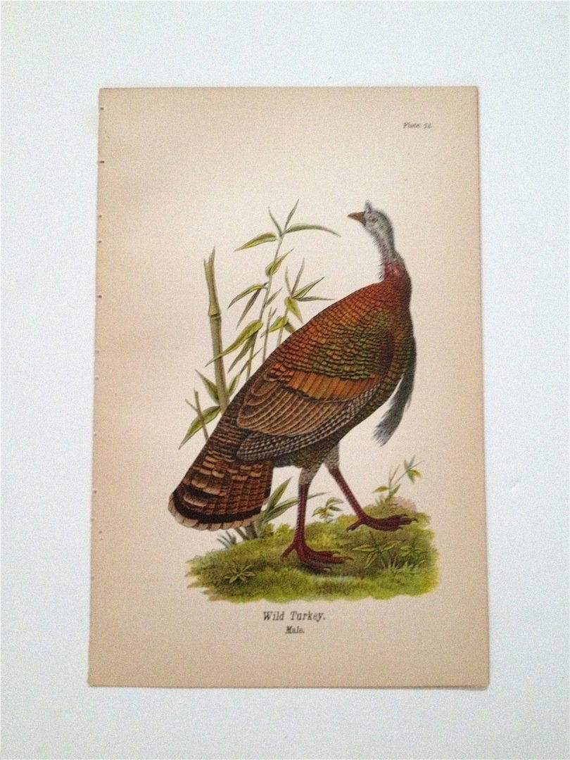 Birds of Pennsylvania, c. 1875: Stone lithograph. Wild Turkey; male. Dimensions: 9.25" x 6"