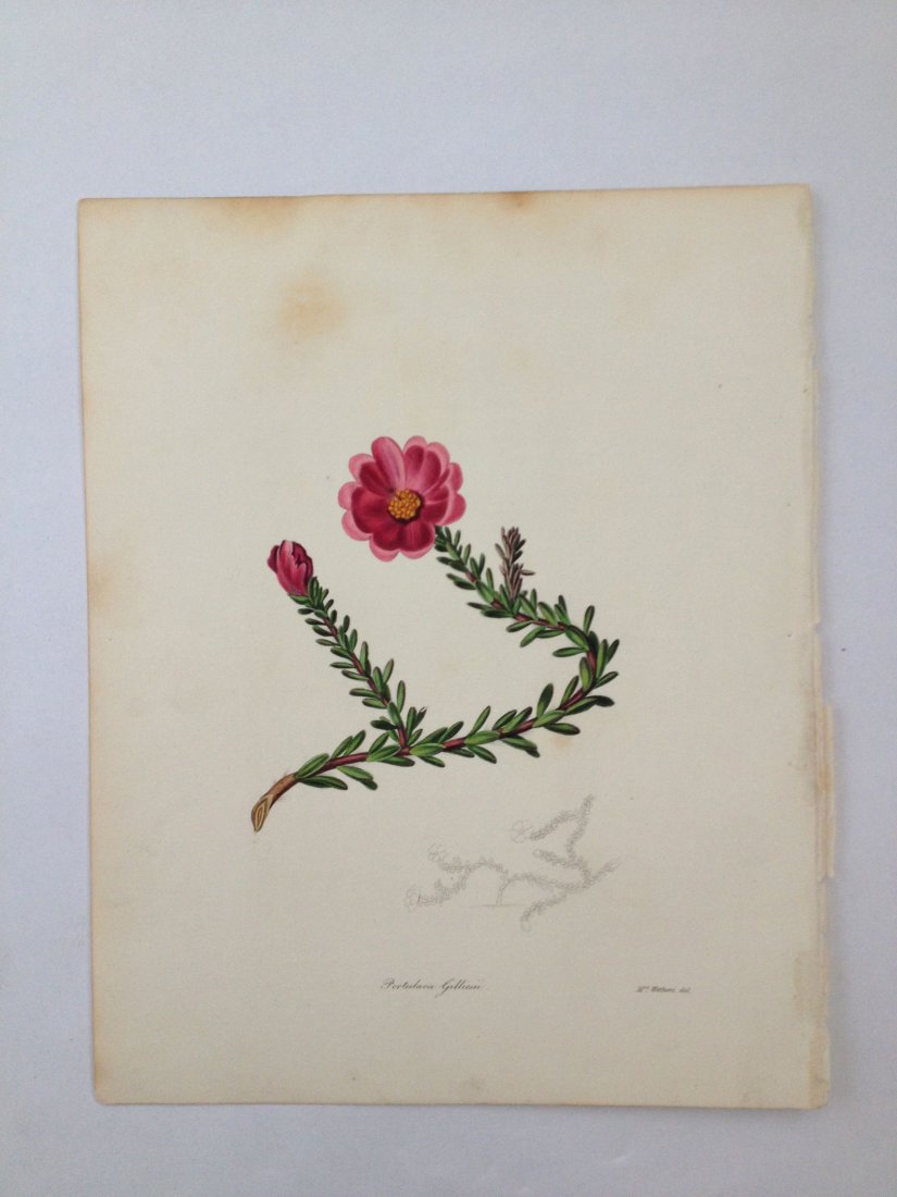 Benjamin Maud's Botanicals. c. 1865. (1 of 1)