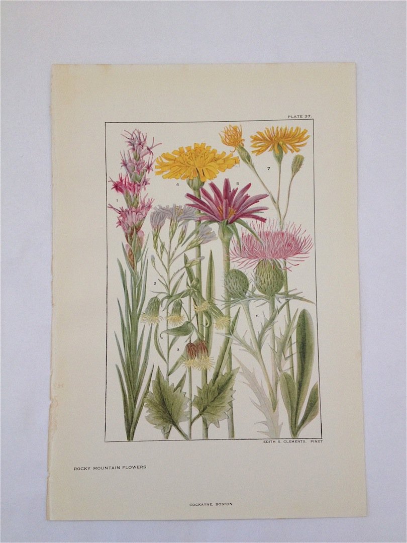 Rocky Mountain Flowers. Edith S. Clements. c. 1890's.: Chromo-lithograph. Plate 37. Dimensions: 10" x 7"