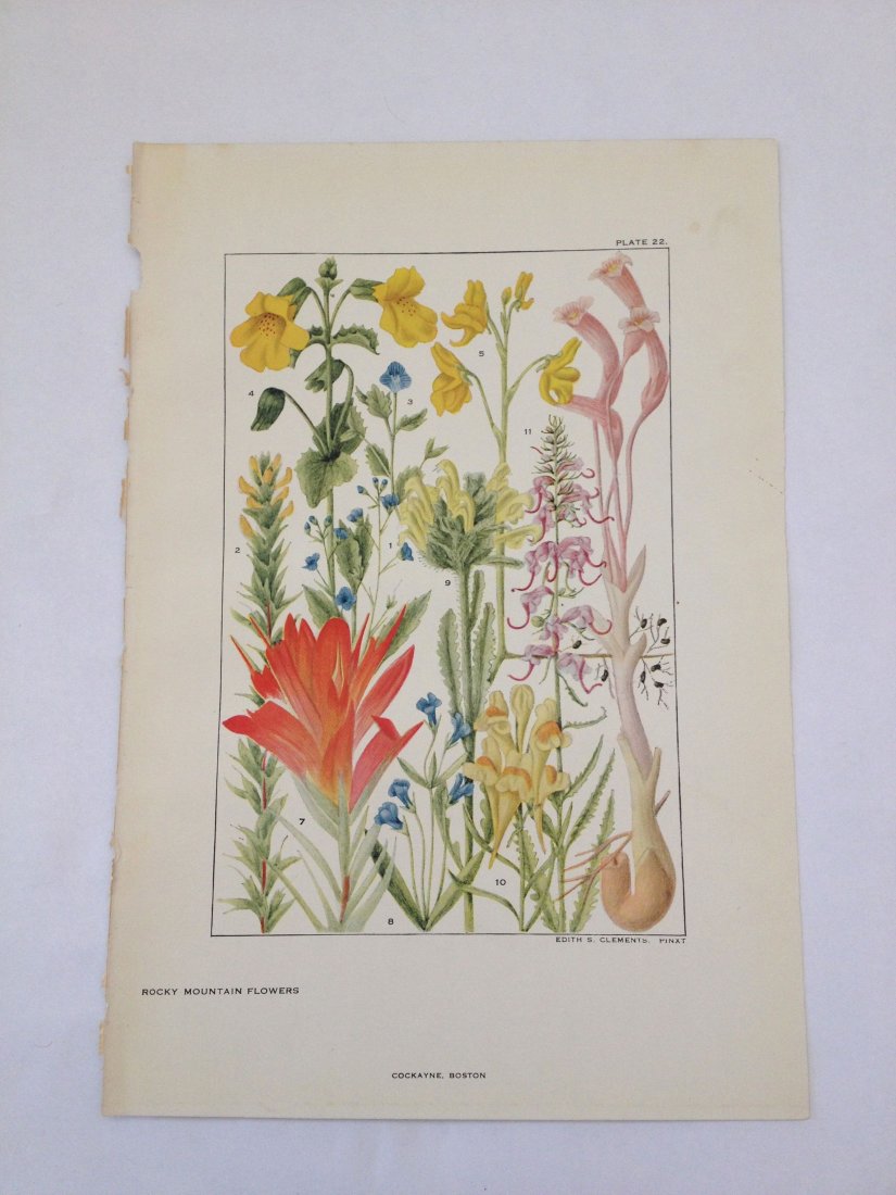 Rocky Mountain Flowers. Edith S. Clements. c. 1890's.: Chromo-lithograph. Plate 22. Dimensions: 10" x 7"
