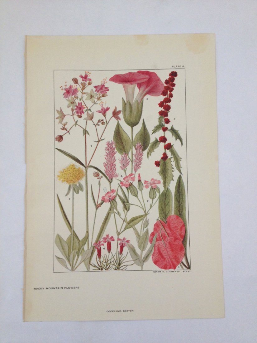 Rocky Mountain Flowers. Edith S. Clements. c. 1890's.: Chromo-lithograph. Plate 8. Dimensions: 10" x 7"