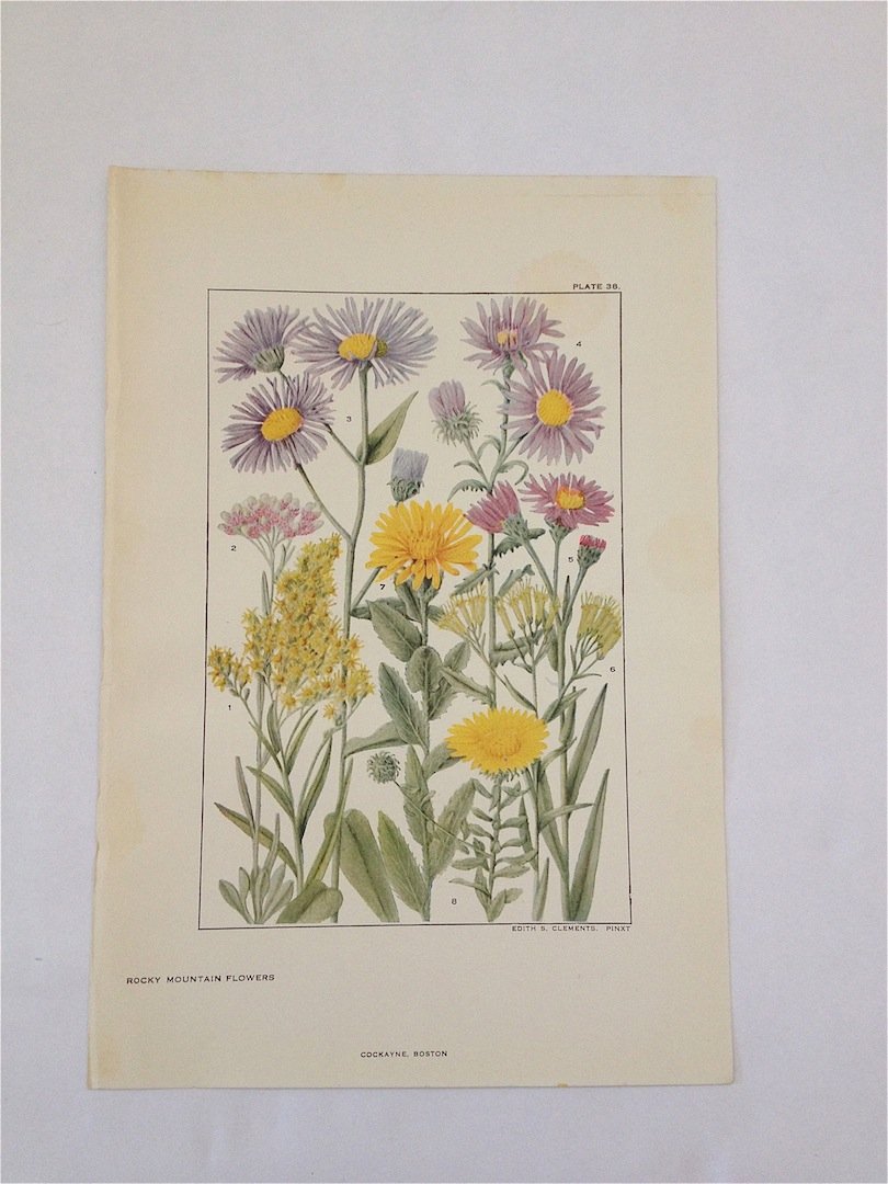 Rocky Mountain Flowers. Edith S. Clements. c. 1890's.: Chromo-lithograph. Plate 38. Dimensions: 10" x 7"