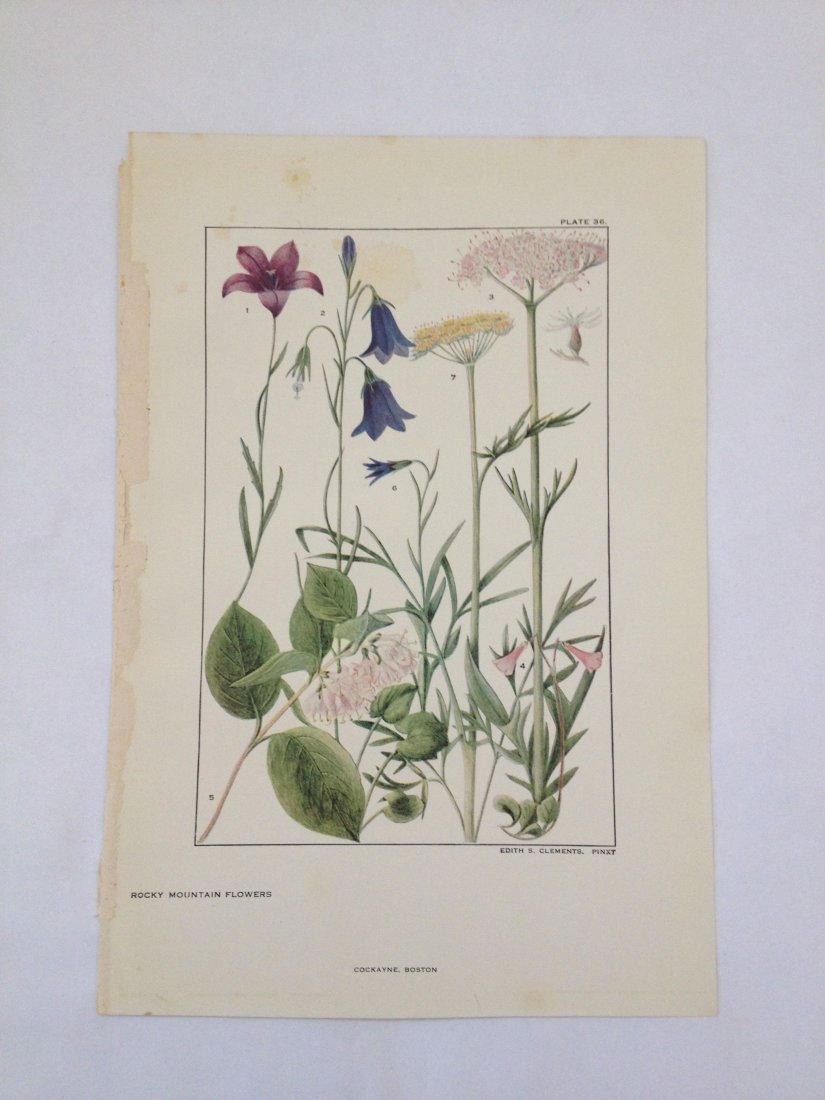 Rocky Mountain Flowers. Edith S. Clements. c. 1890's.: Chromo-lithograph. Plate 36. Dimensions: 10" x 7"