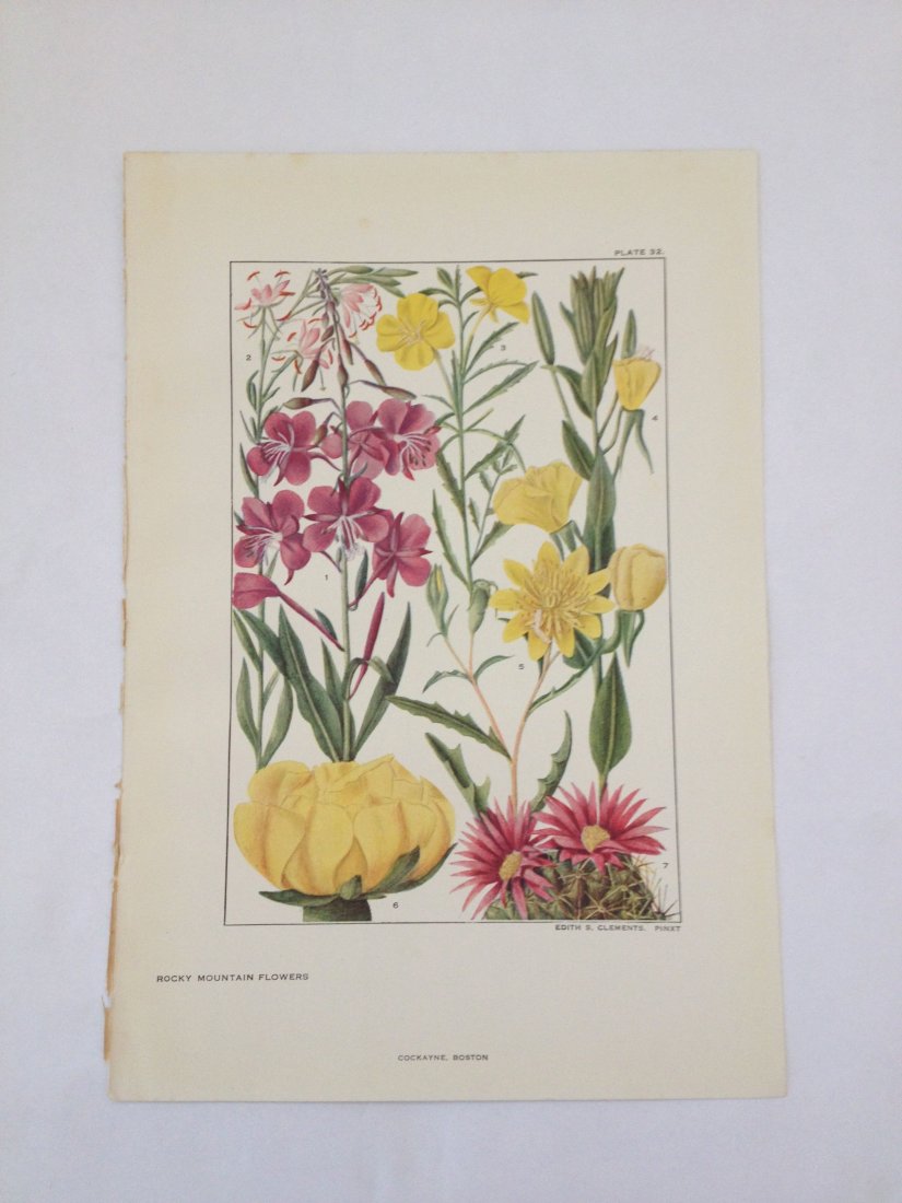 Rocky Mountain Flowers. Edith S. Clements. c. 1890's.: Chromo-lithograph. Plate 32. Dimensions: 10" x 7"
