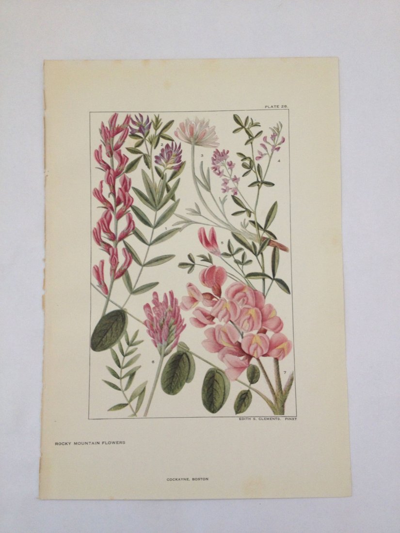 Rocky Mountain Flowers. Edith S. Clements. c. 1890's.: Chromo-lithograph. Plate 28. Dimensions: 10" x 7"