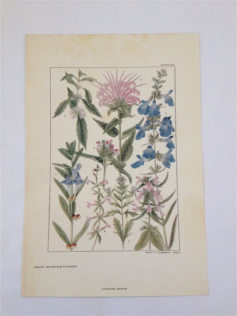 Rocky Mountain Flowers. Edith S. Clements. c. 1890's.: Chromo-lithograph. Plate 24. Dimensions: 10" x 7"