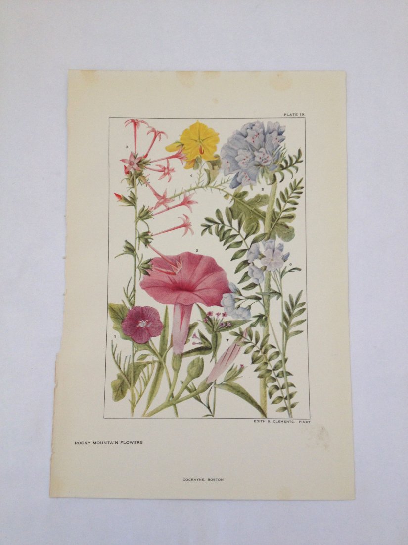 Rocky Mountain Flowers. Edith S. Clements. c. 1890's.: Chromo-lithograph. Plate 19. Dimensions: 10" x 7"