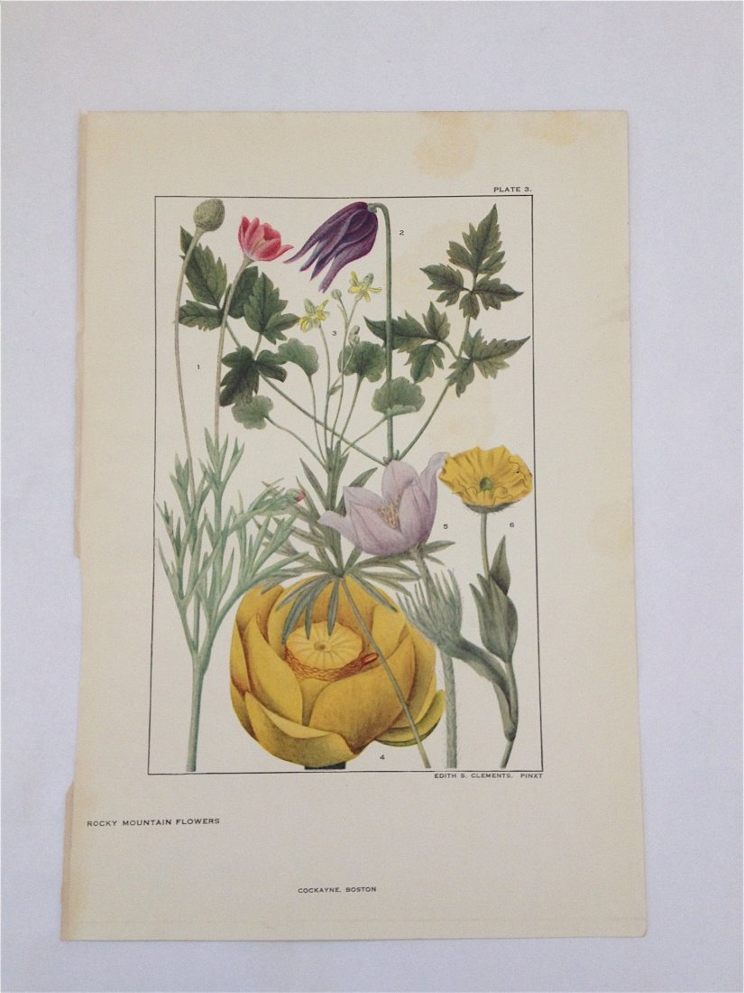 Rocky Mountain Flowers. Edith S. Clements. c. 1890's.: Chromo-lithograph. Plate 3. Dimensions: 10" x 7"