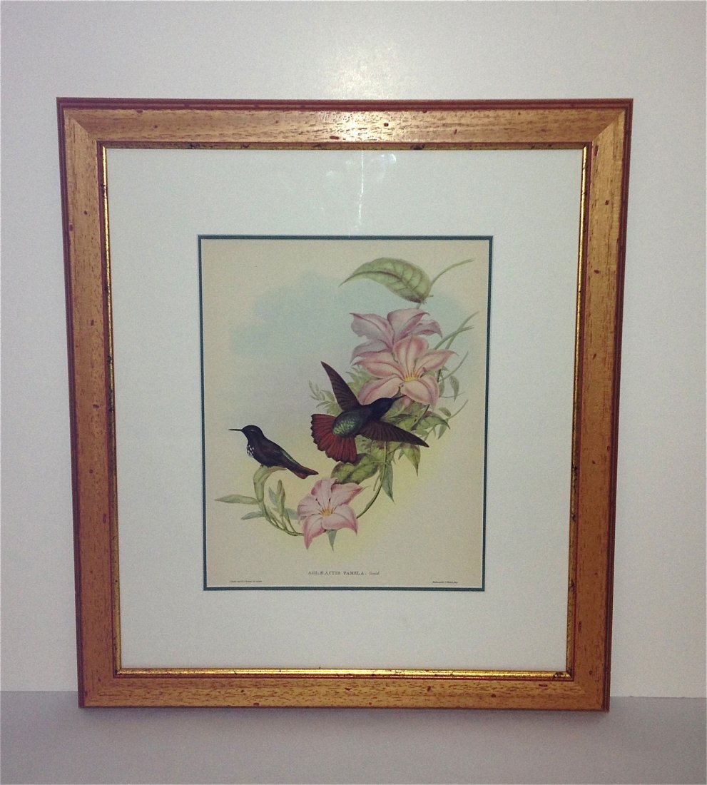 John Gould c. 1945.: lithographs. 2 dark colored hummingbirds with pink flowers. Wood frame. Double mat. Dimensions: frame- 19.25" x 17.25" picture- 11.25" x 8.75"