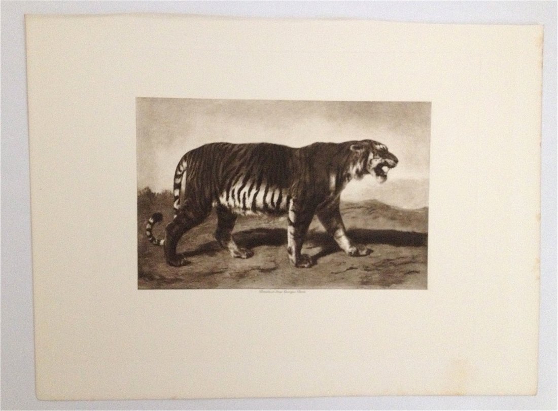 Rosa Bonheur. c. 1900.: photogravure. 1 tiger with mouth. Dimensions: 13.75" x 10"