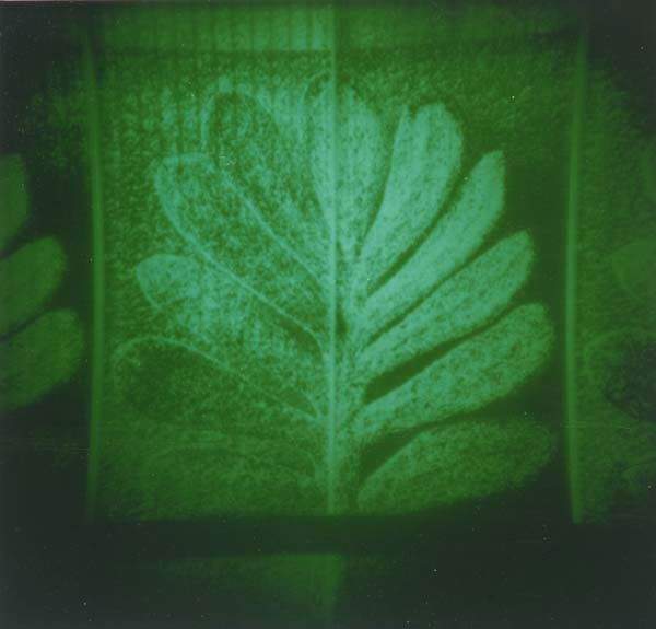 Thomas Ruff (German, b. 1958) After Blossfeldt, 199: Thomas Ruff (German, b. 1958) After Blossfeldt, 1994; C-print; Signed, dated and numbered 22/35; 9" x 9 1/2" (sheet)