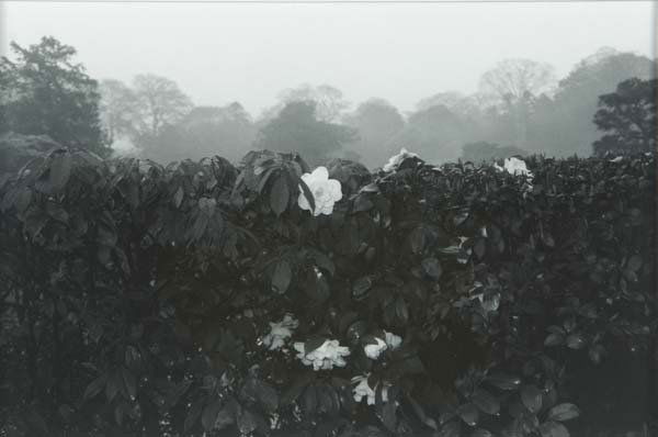 Lee Friedlander (American, b. 1934) Kyoto, 1977; G: Lee Friedlander (American, b. 1934) Kyoto, 1977; Gelatin silver print; Signed, dated and titled; 11" x 14" (sheet)