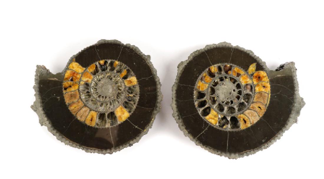 Pair Speetoniceras Ammonites with Drusy Pyrite (1 of 8)