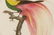 Pair of After Barraband Bird of Paradise Works - 3