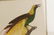 Pair of After Barraband Bird of Paradise Works - 5