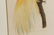 Pair of After Barraband Bird of Paradise Works - 6