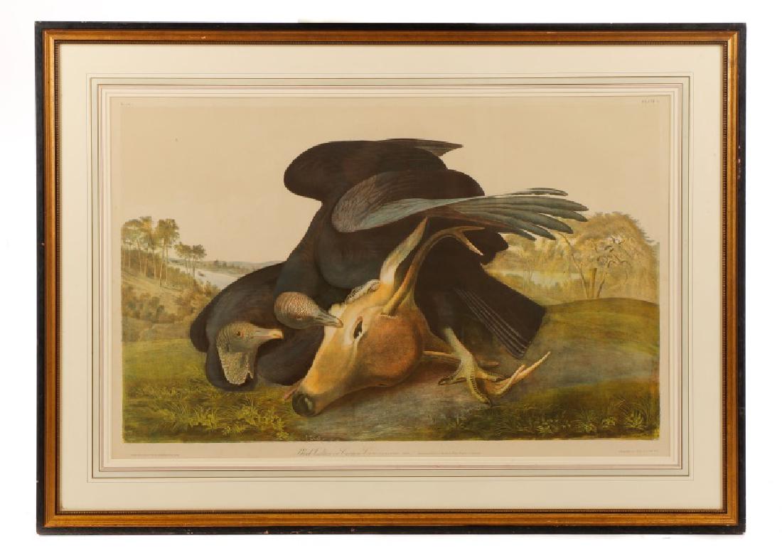 Audubon, "Black Vulture," Bien Edition, 1860 (1 of 8)