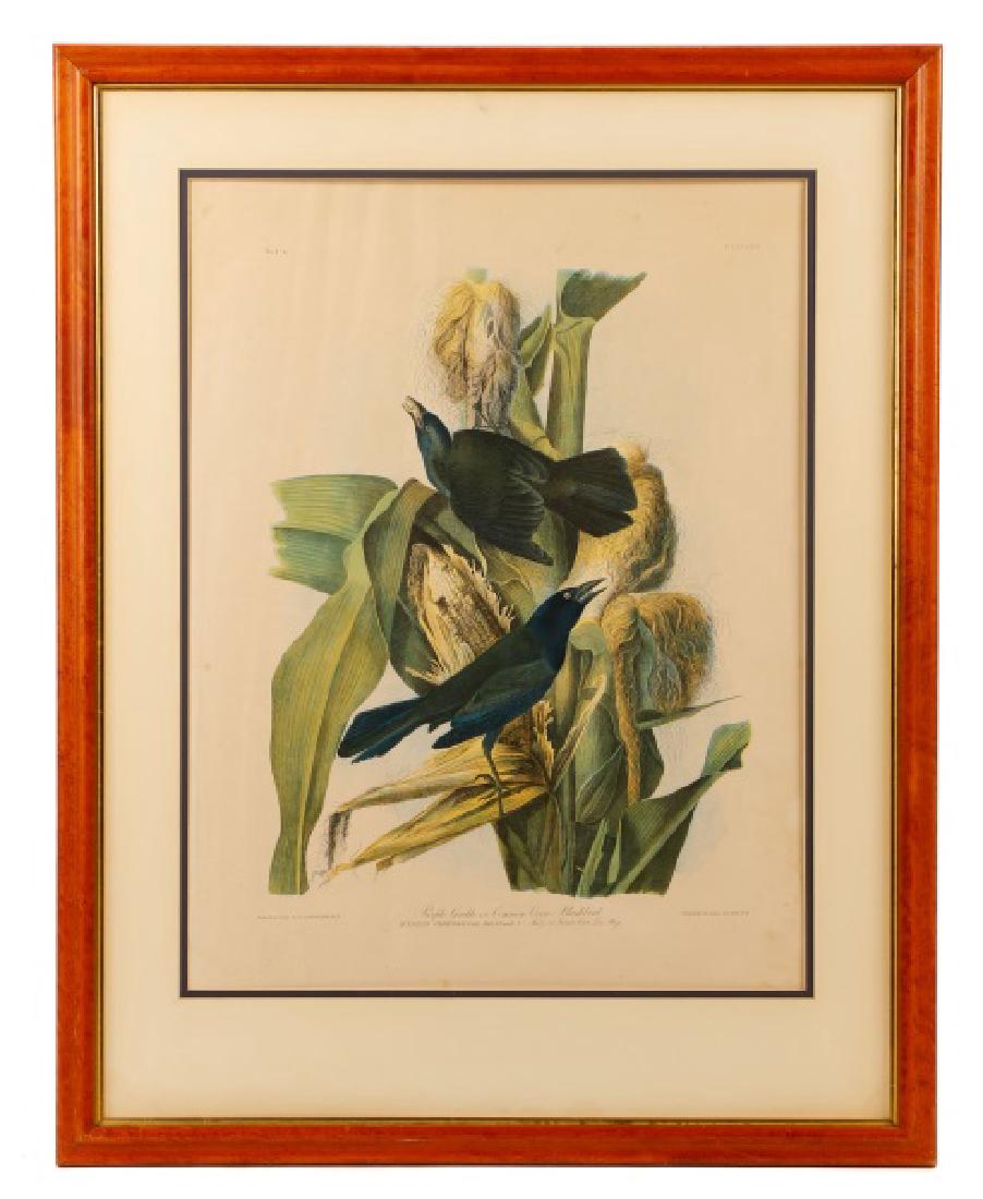 Audubon "Purple Grakle," Bien Edition, 1858 (1 of 7)