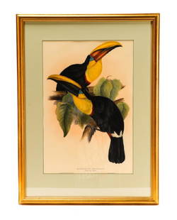 John & Elizabeth Gould, "Swainson's Toucan": John (British, 1804-1881) and Elizabeth (British, 1804-1841) Gould, "Ramphastos Swainsonii Swainson's Toucan," colored lithograph, published by C. Hullmandel, signed in plate and inscribed "Drawn from