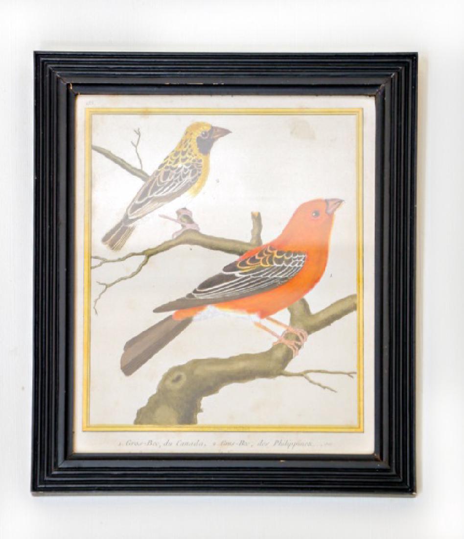 F.N. Martinet, Color Engraving of Birds (1 of 1)