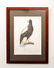 F. Hellese Hand Colored Engraving, Bird of Prey