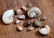 Group of 13 Assorted Seashells