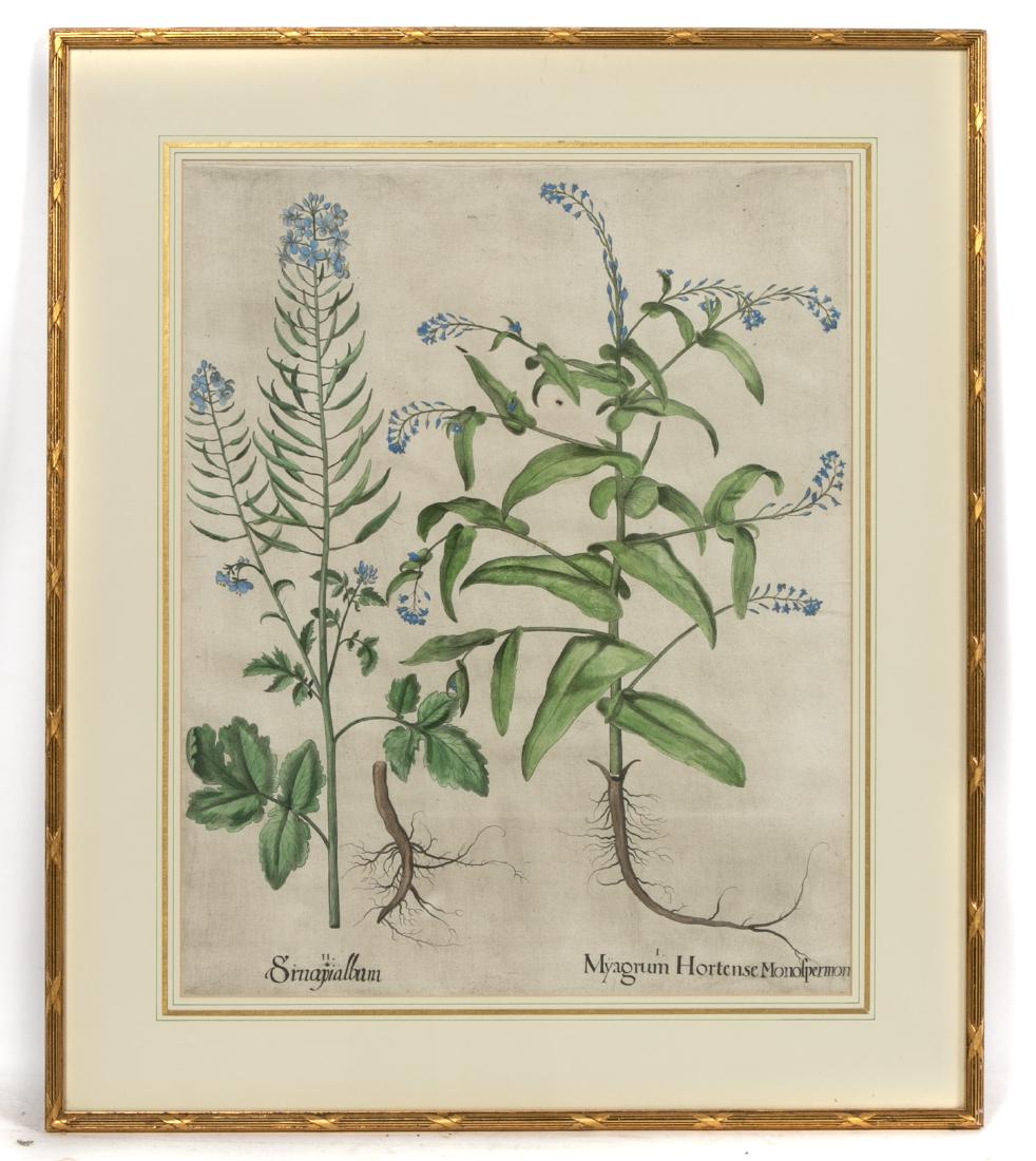 Basilius Besler 1613 Botanical Engraving (1 of 3)