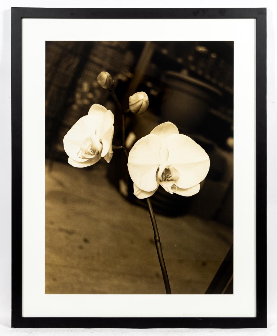 Joseph Guay Large Photograph of Flower, Framed (1 of 2)