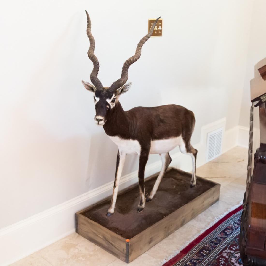 Black Buck Full Body Trophy Mount (1 of 3)