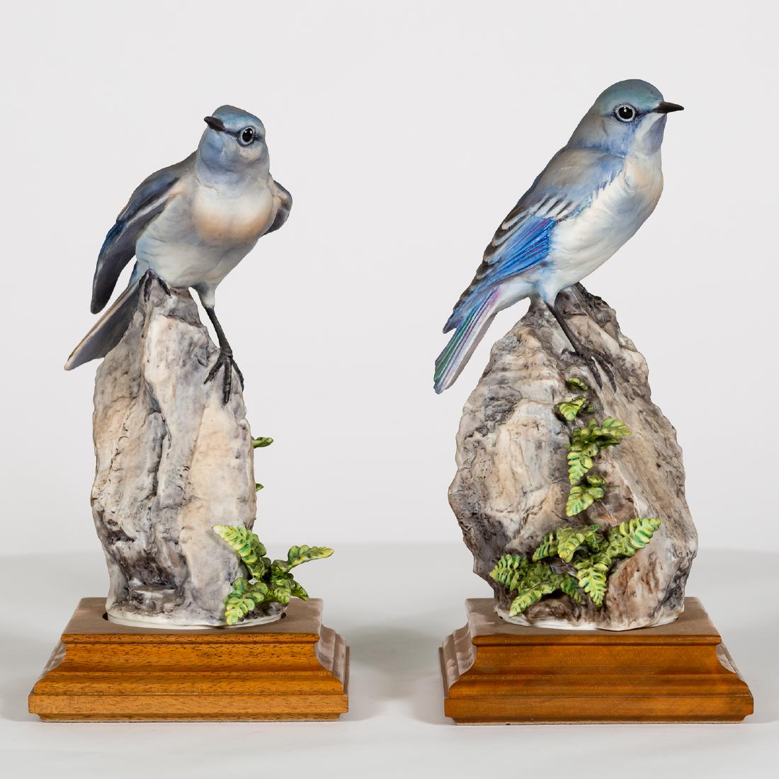Two Dorothy Doughty Mountain Bluebirds (1 of 5)