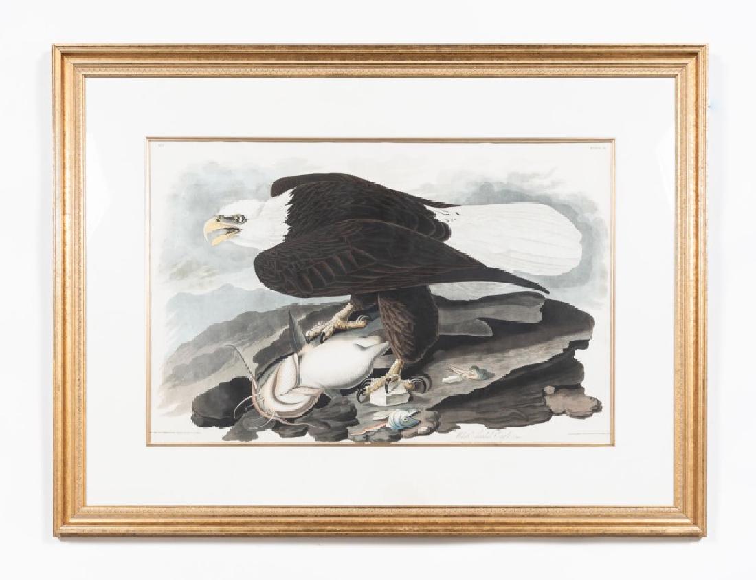 After Audubon White-Headed Eagle, Havell Plate 31: After John James Audubon (American, 1785-1851), 1828. White-headed Eagle, Plate 31, from The Birds of America. London: Havell & Son. Engraving with etching, aquatint and hand hand coloring. Marked on 