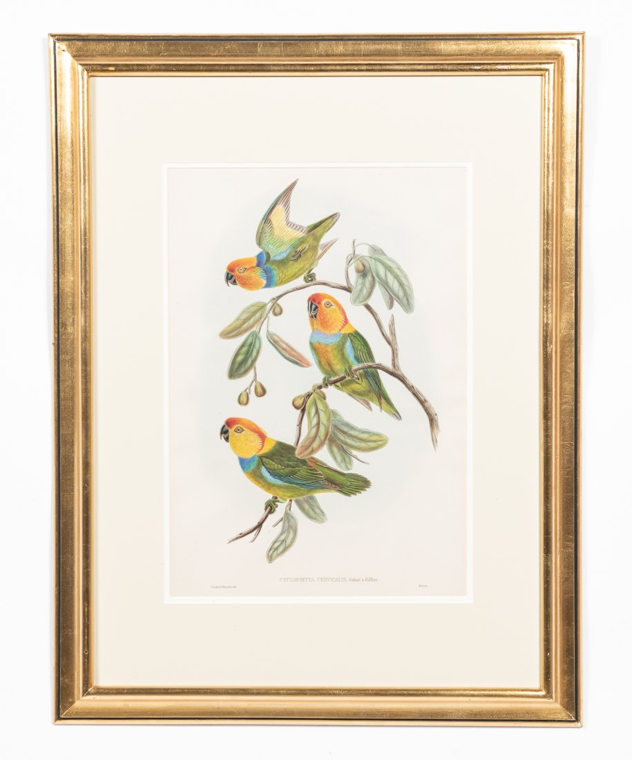 John Gould, "South Ringed Perroquet" Lithograph: John Gould (British, 1804-1881). Entitled "Cyclopsitta Cervicalis", double matted and housed in a gilt wood frame. Approx: 20.5" H x 14" W (measures visual image), 33" H x 25.5" W (measures frame). Pr