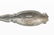 Twelve Gorham Sterling Silver "Zodiac" Berry Forks - 4