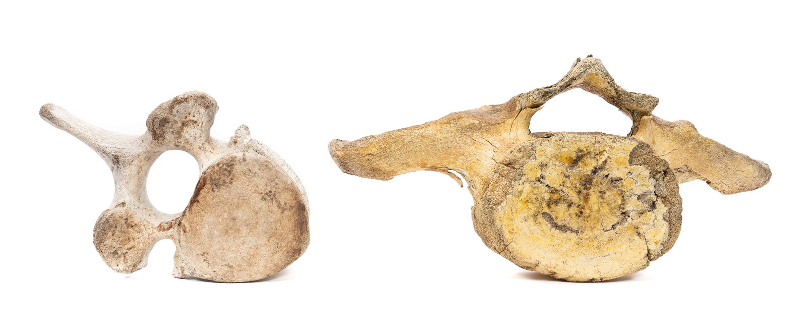 TWO, LARGE FOSSILIZED WHALE BONE VERTEBRAE: Pre-historic. Two pieces of fossilized whale bone vertebrae with deep visible layering. Unmarked. Approx. (largest) h. 13.75", w. 32", d. 12".
