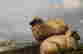 item-85207442=4