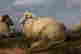 item-85207442=5