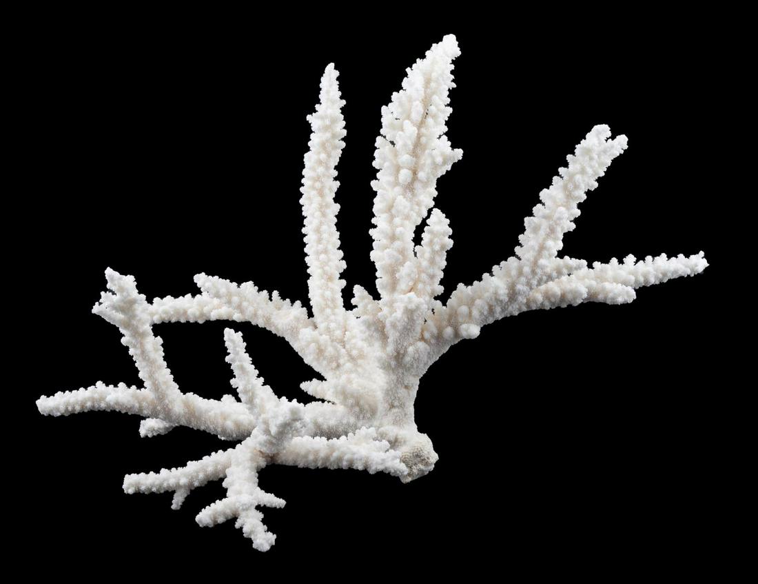 WHITE BRANCH CORAL SPECIMEN FORMATION: Single natural white branch coral specimen. Apparently unmarked. Provenance: Acquired from Astro Gallery, New York, in 2007. Approx. h. 13", w. 19", d. 9.5".